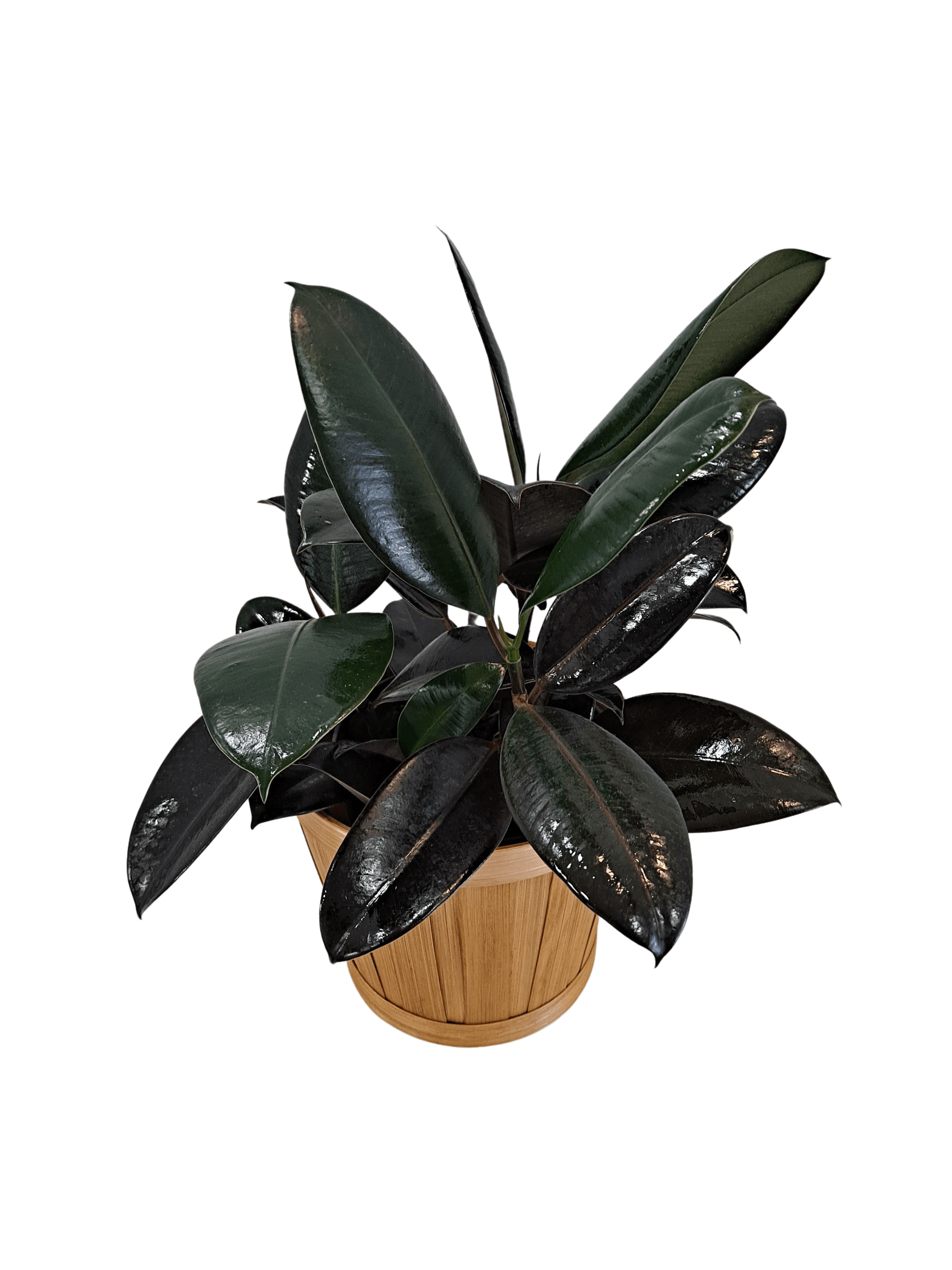 Burgundy Rubber Tree flower arrangement