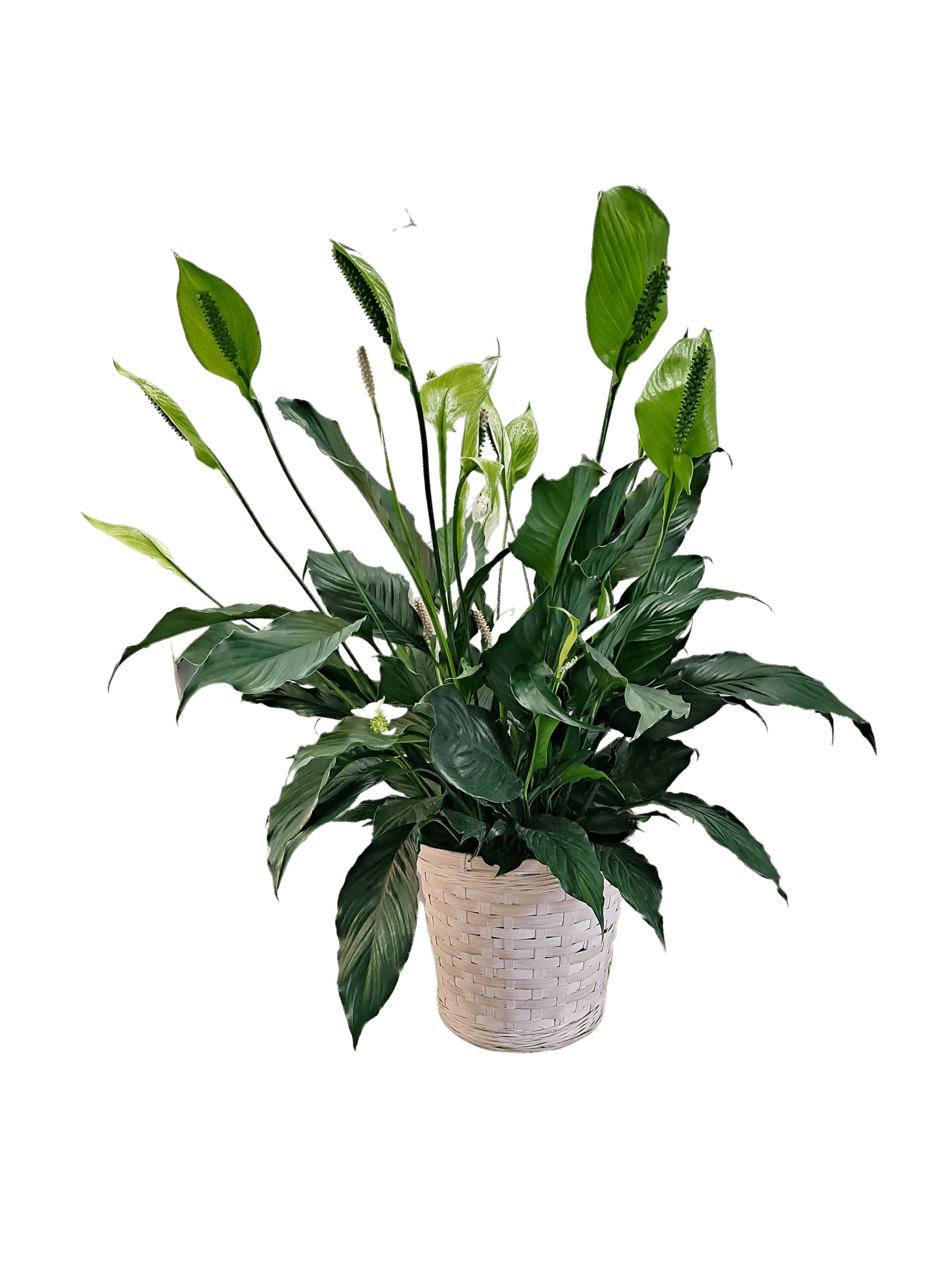 Peace Lily flower arrangement