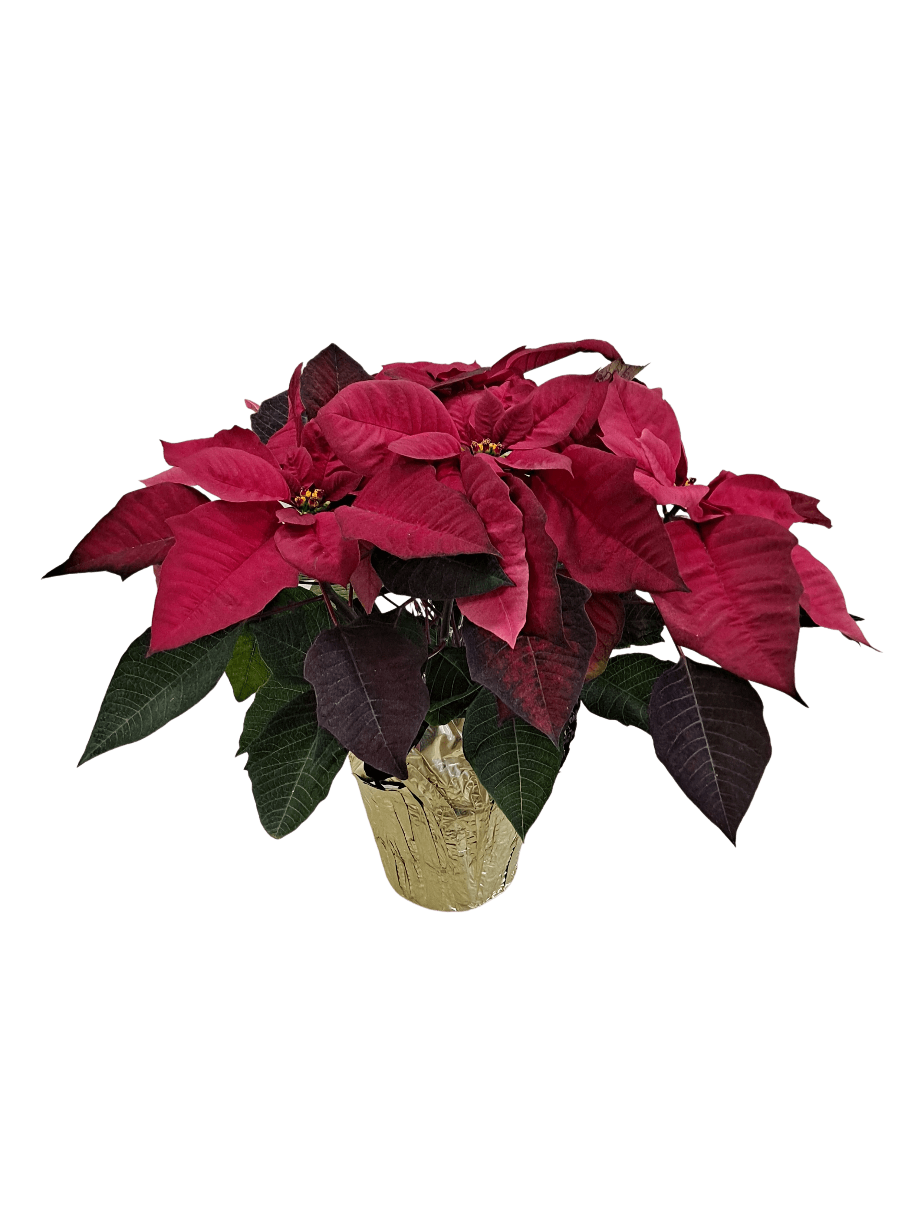 Poinsettia (Medium) flower arrangement