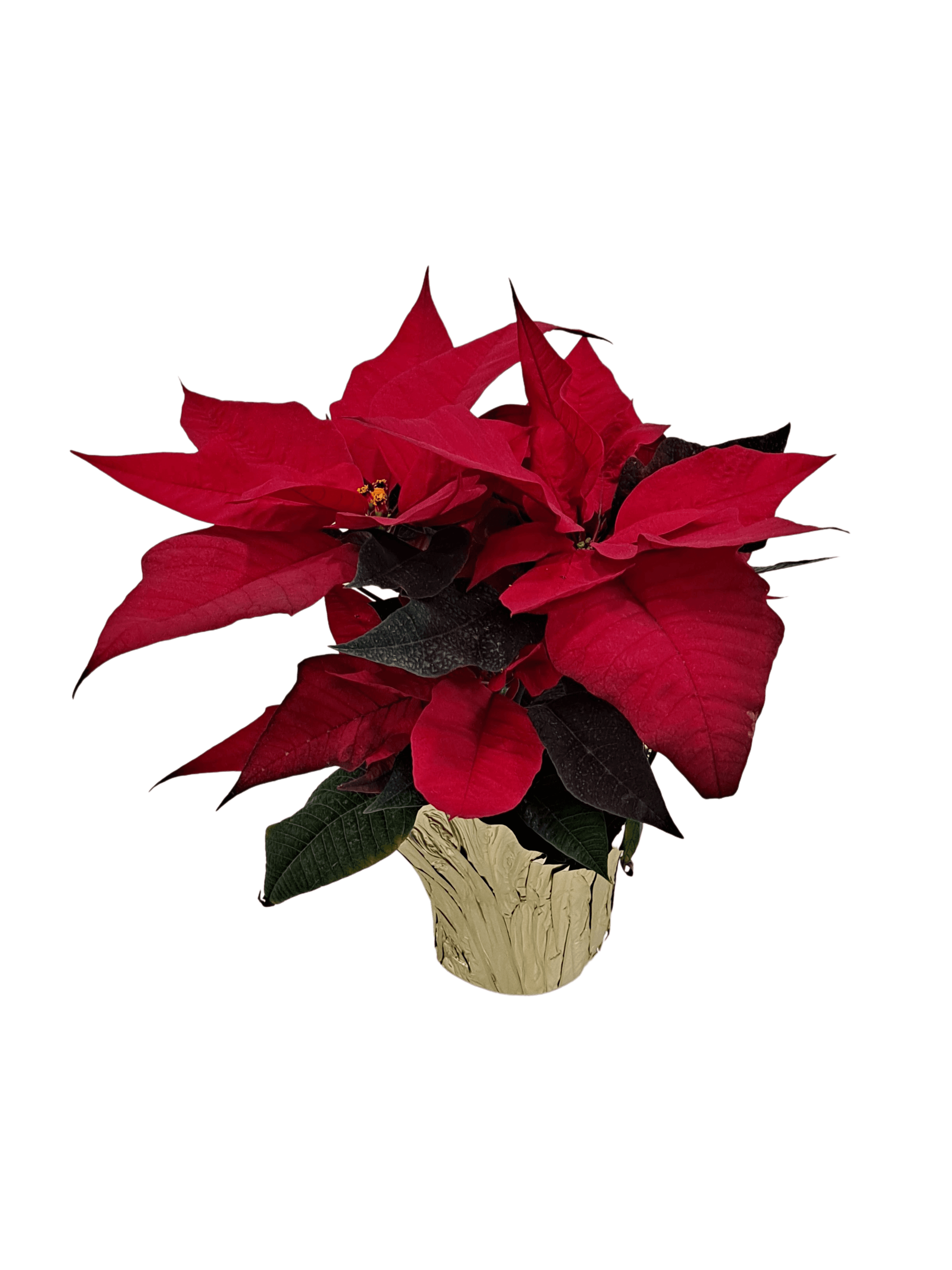 Poinsettia (Small) flower arrangement