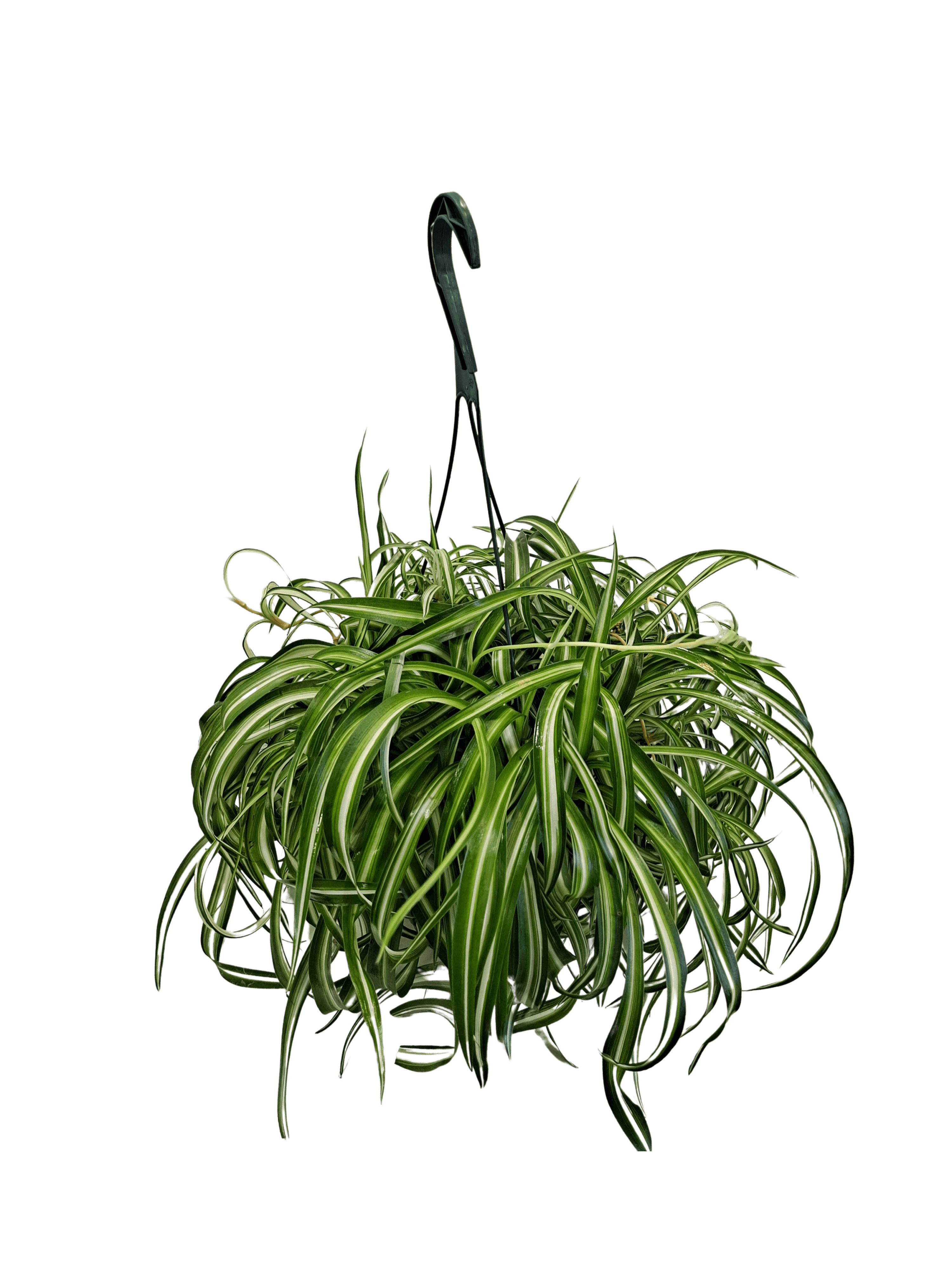 Spider Plant flower arrangement