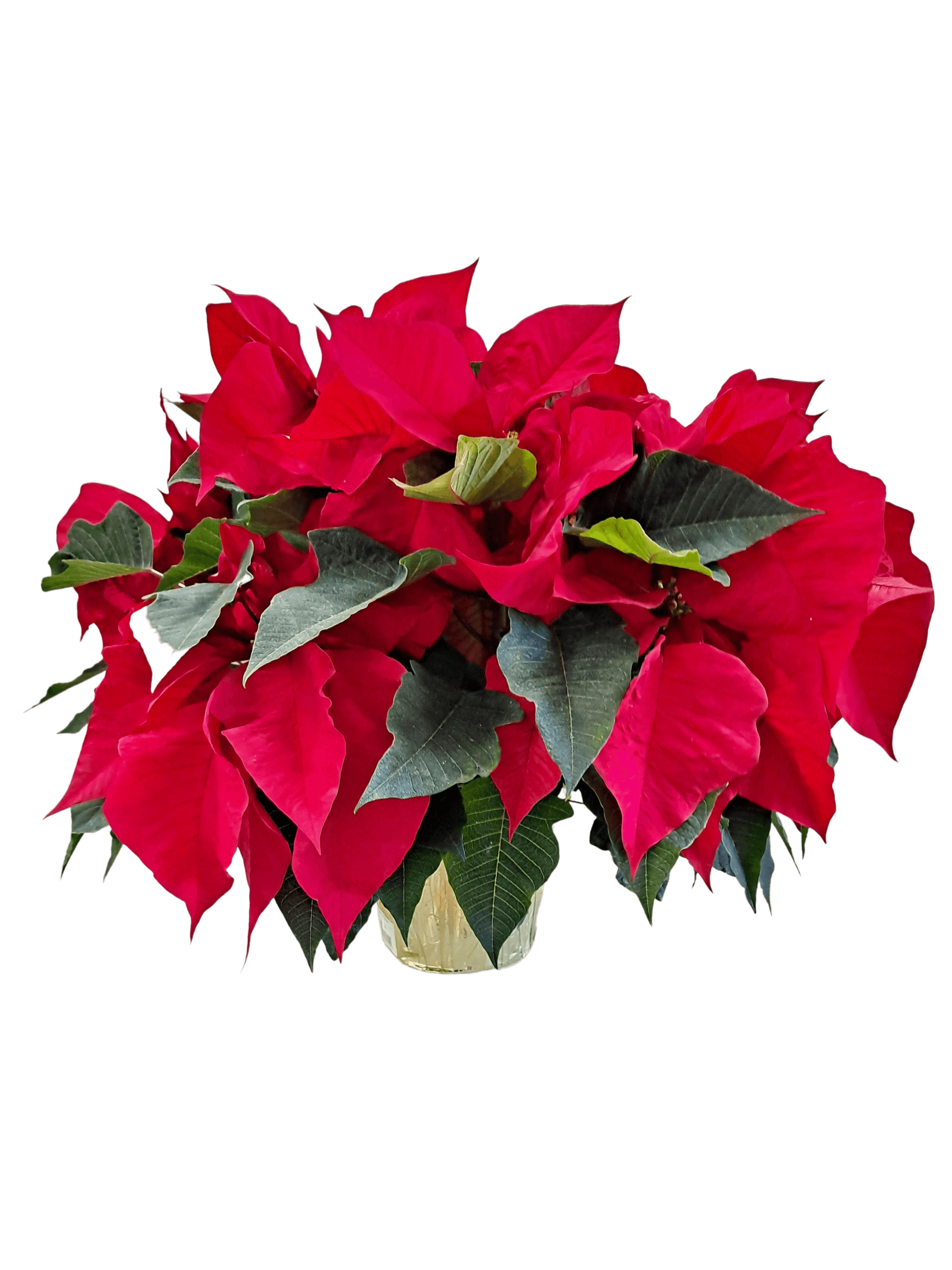 Poinsettia (Large) flower arrangement