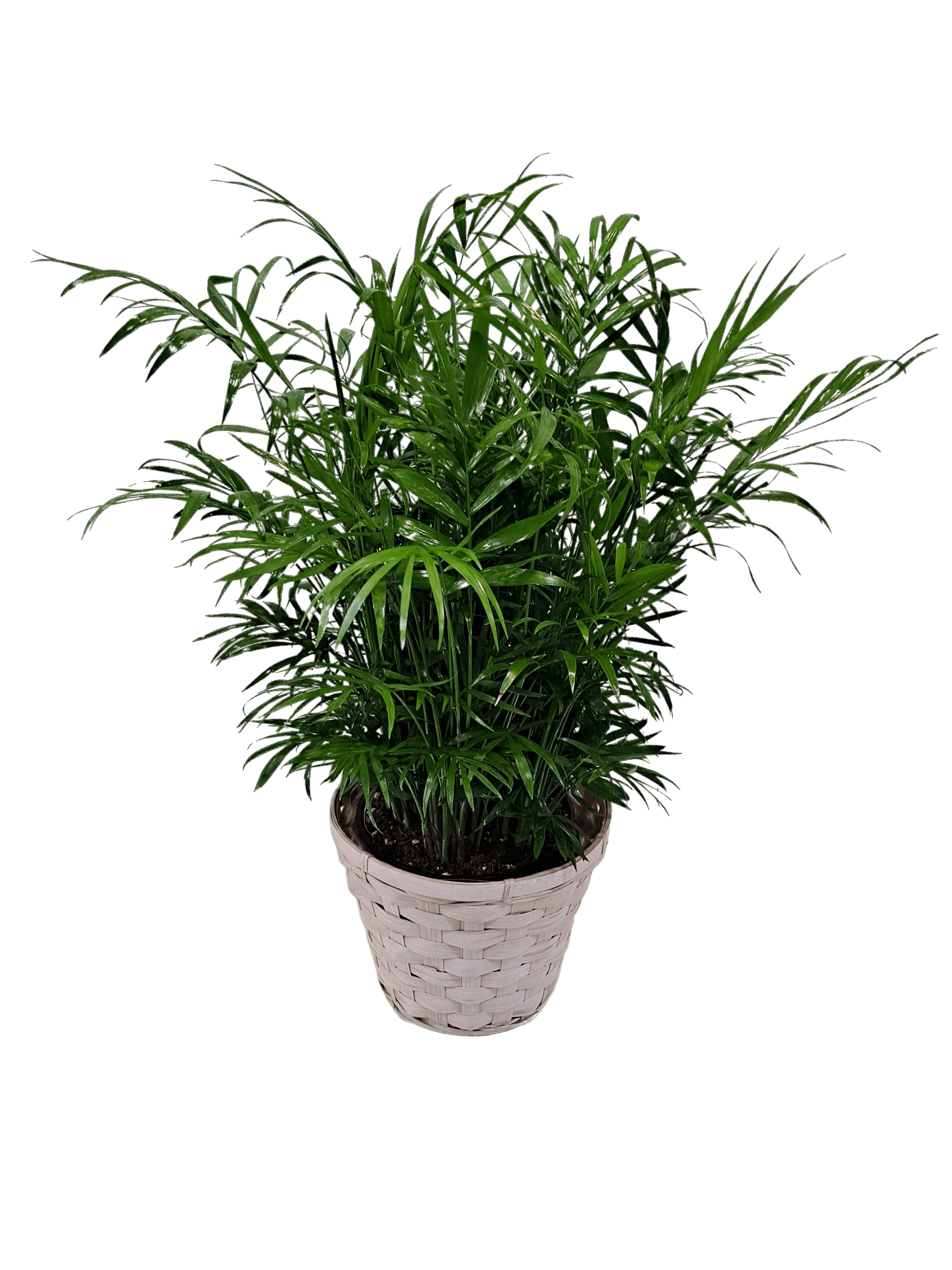 Palm Plant flower arrangement