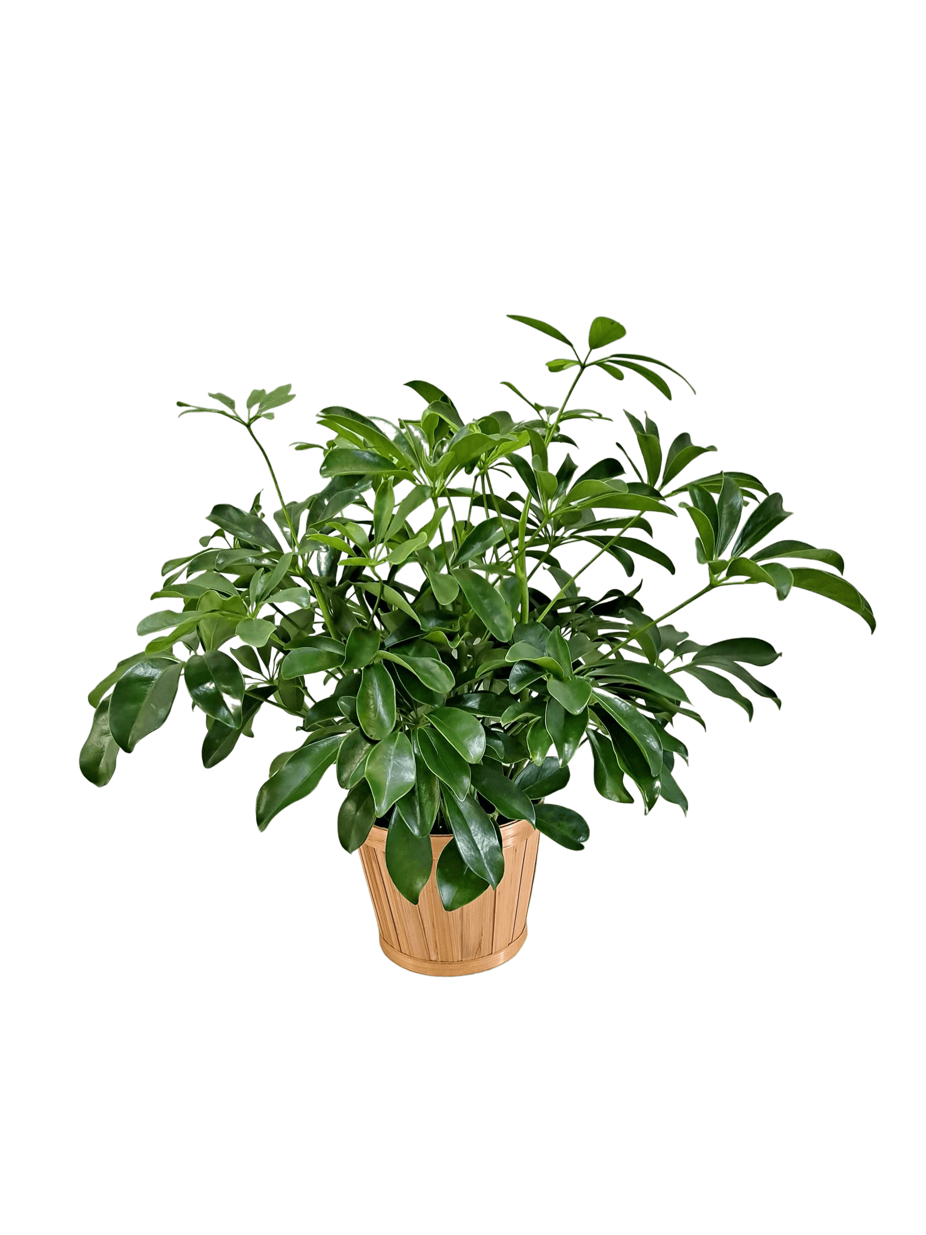 Schefflera Arboricola flower arrangement