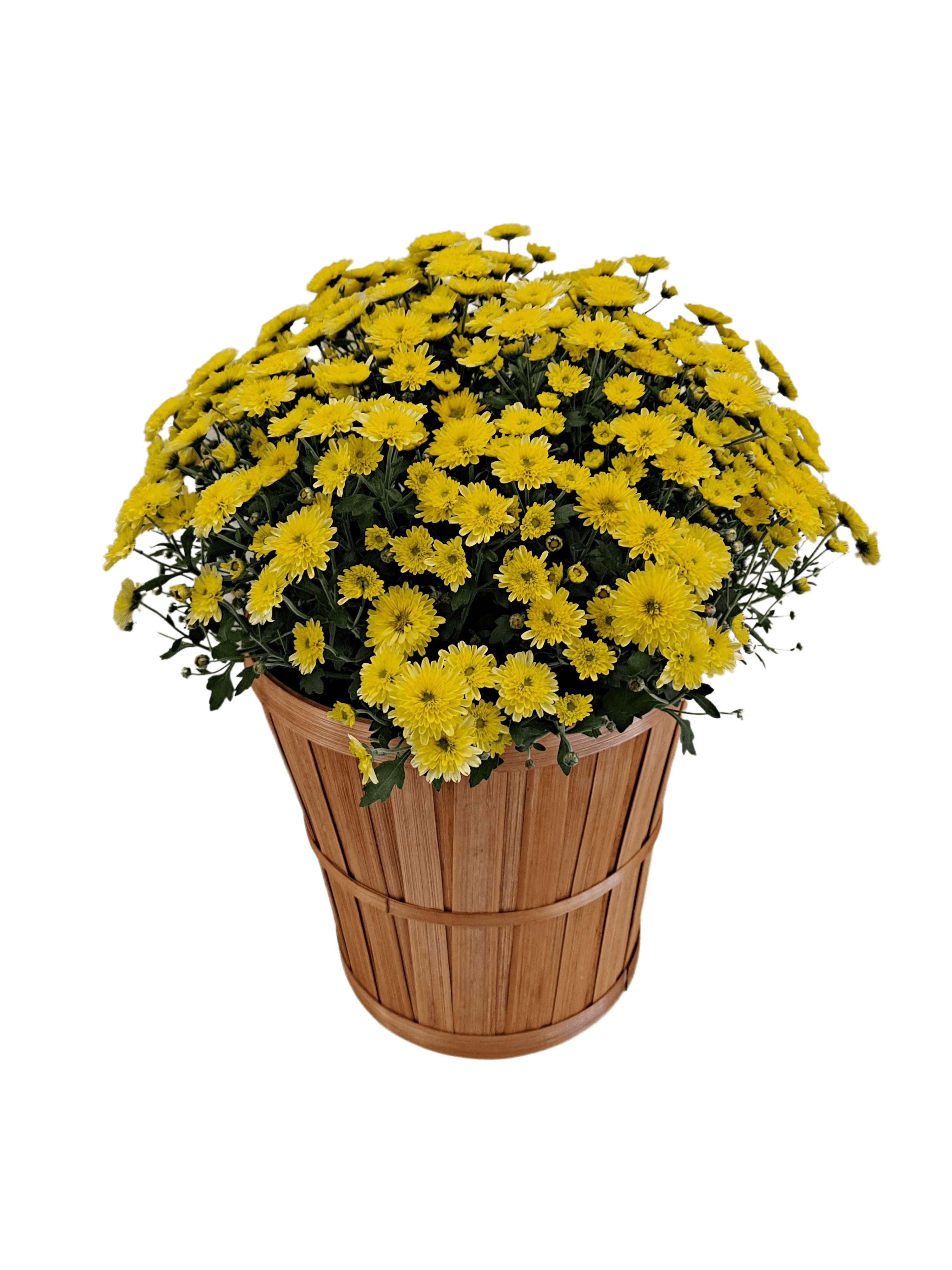 Chrysanthemum (Mum) - Large flower arrangement