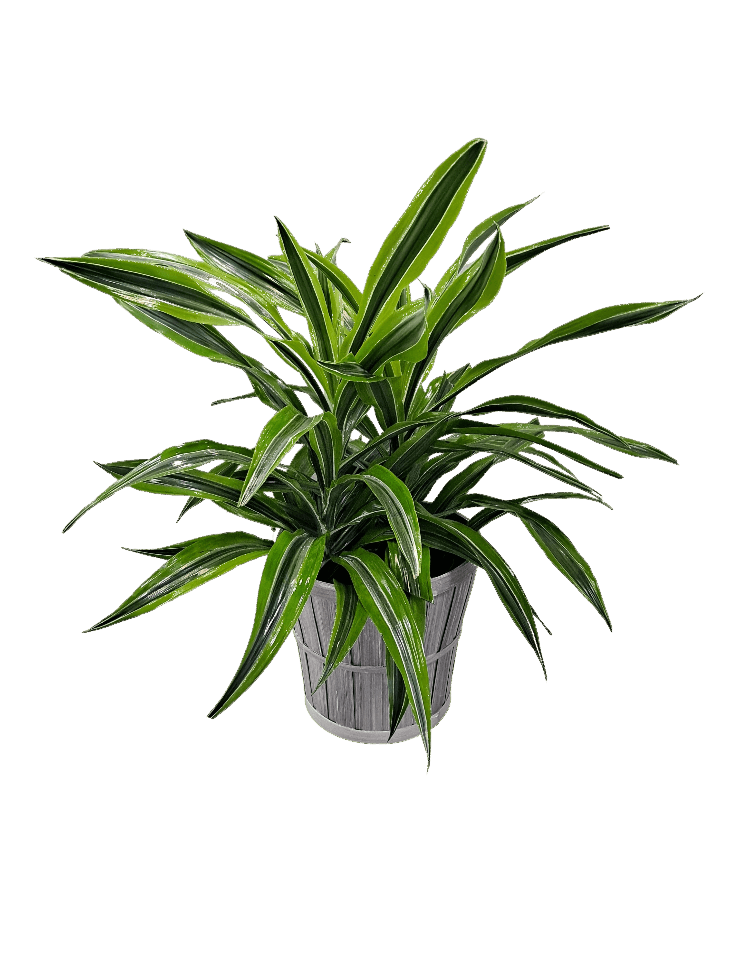 Dracaena Plant flower arrangement