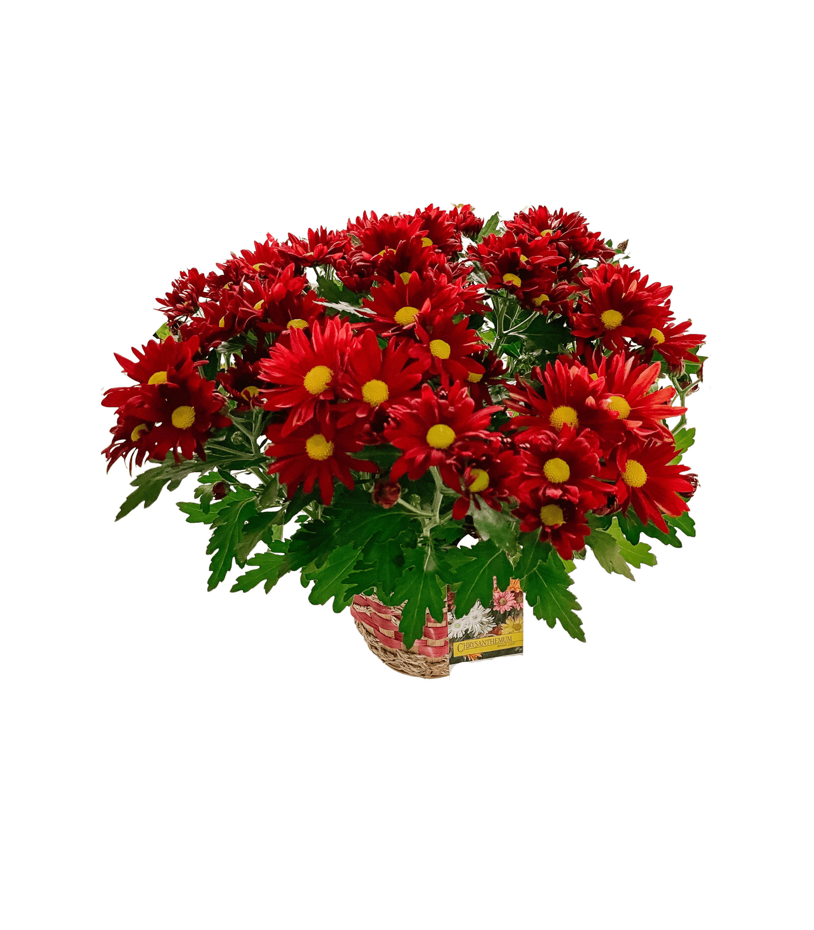 Chrysanthemum (Mum) - Small flower arrangement