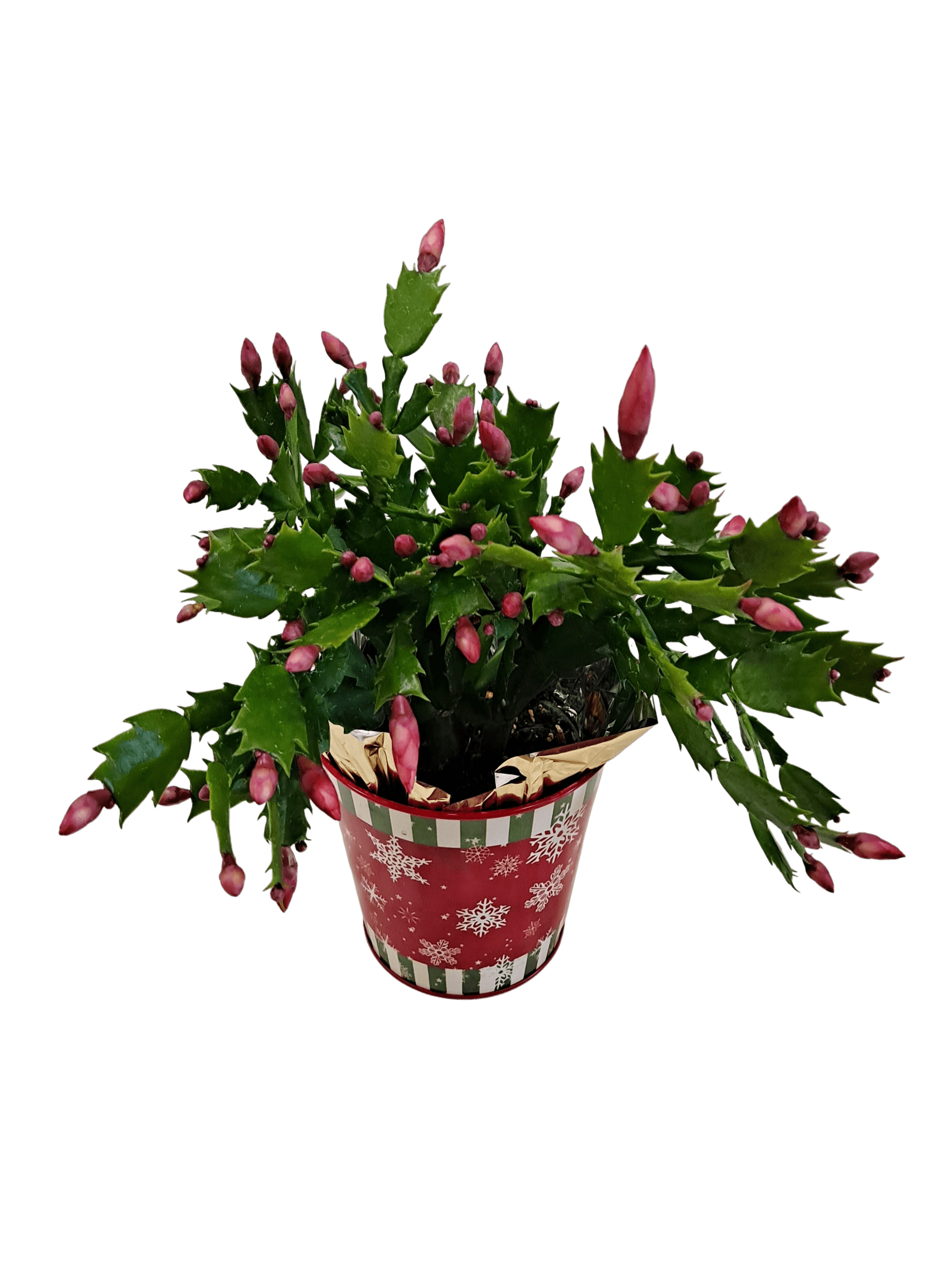 Christmas Cactus flower arrangement